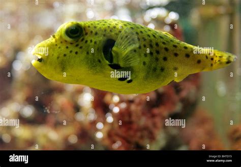 Black Spotted Yellow Puffer Fish Arothron Nigropunctatus