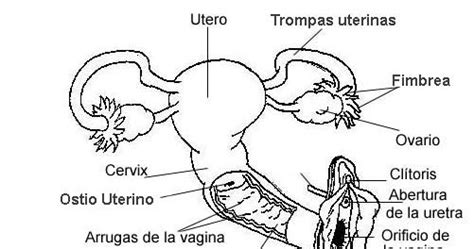 Medicina Salud Y Curiosidades Sistema Reproductor Femenino