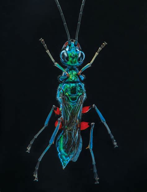 How A Wasp Turns Cockroaches Into Zombies Scientific American