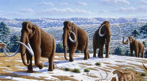 Scientists Document Life Of Alaskan Wooly Mammoth Using His Tusk