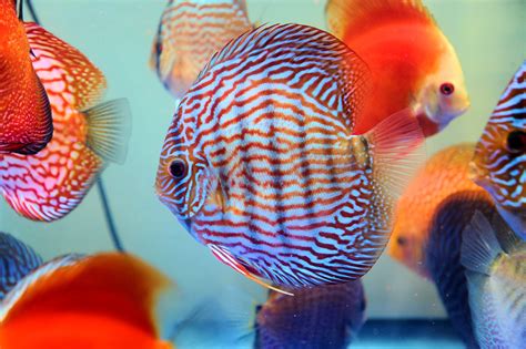 Update of my Discus fish | DR KOH