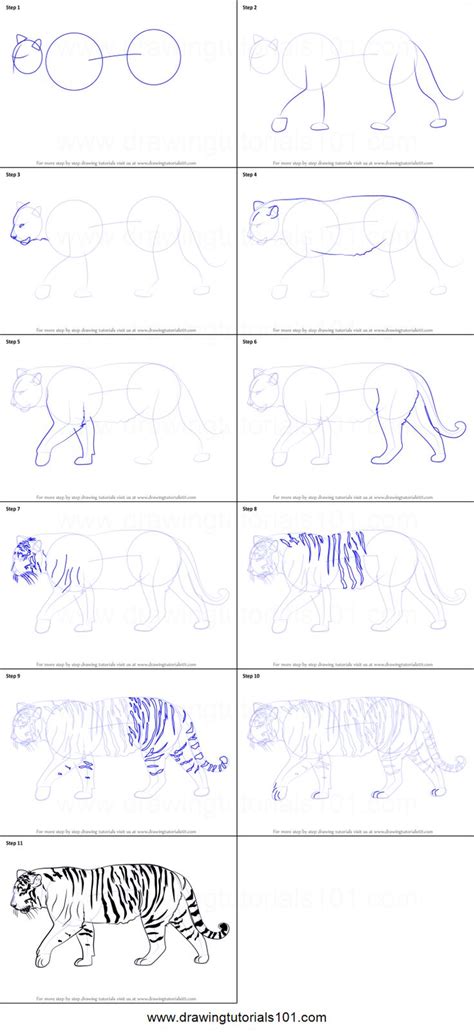 How To Draw A Siberian Tiger Printable Step By Step Drawing Sheet