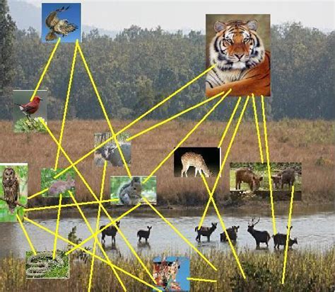 Food Chain And Food Web Siberian Tiger