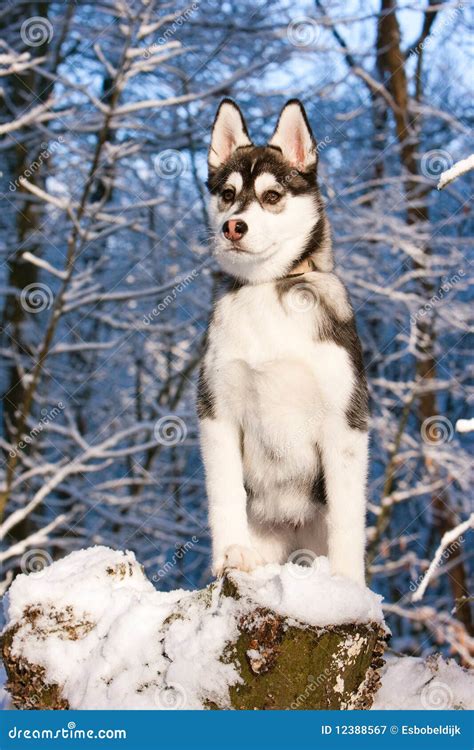 Siberian Husky Puppy In Snow Stock Image Image Of Outside Adorable