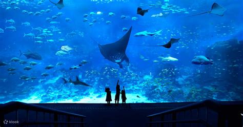 Book Sea Aquarium Sentosa Singapore Ticket Online Klook客路