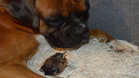 Rusty The Boxer Dog Adopts Orphaned Bird Birddog After It Fell Out Of