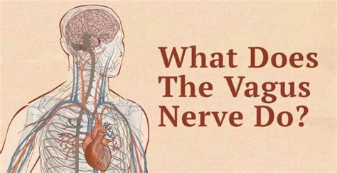 What Does The Vagus Nerve Do Discover How To Naturally Stimulate The