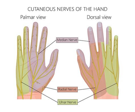 Ulnar Nerve The Definitive Guide Biology Dictionary