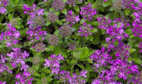 How To Grow Creeping Thyme Groundcover Gardening Channel