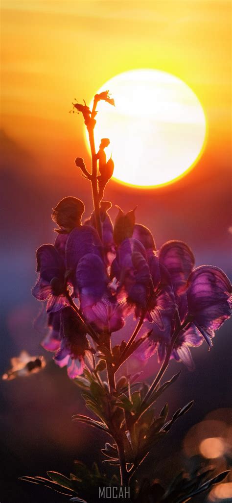 Purple Flowers With A Bright Sunset In The Background Attraction