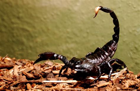 Scorpion Arachnid Wallpapers Gallery