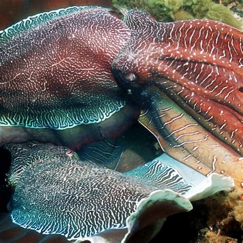 Octopus Squid And Cuttlefish Numbers Booming Cosmos Magazine