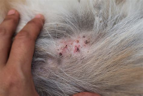 Dermatite Allergica Gatto Cause Sintomi E Terapia Petsblog My Xxx Hot
