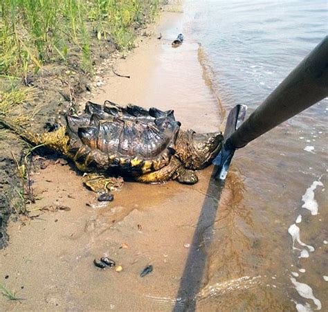 Giant Turtle With Terrifying Spikes Emerges From Russias Amur River