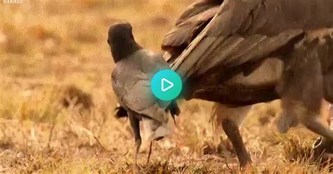 Crow Engineering A Fight Between Vultures To Steal Some Scraps From Their Carcass  On Imgur