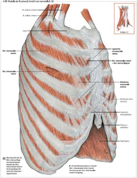 Primarily, there are three chest muscles involved in movement: Anatomy of the Chest Wall and the Pleura | Thoracic Key