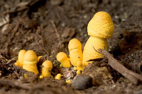 Little Yellow Penis Mushrooms Growing In My Potted Plant Flickr