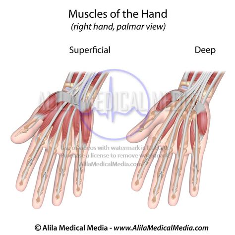 Alila Medical Media Hand Muscles Palmar Aspect Superficial Labeled