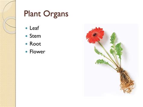 Ppt Plant Cells Tissues And Organs Powerpoint