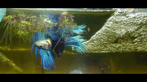 How do you breed betta fish successfully? Breeding fitness: How to tell if your female betta is ...