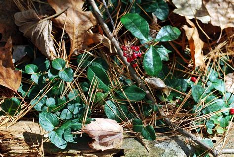 Partridge Berry Mitchella Repens 1 Dsc6867 Forest Grou Flickr