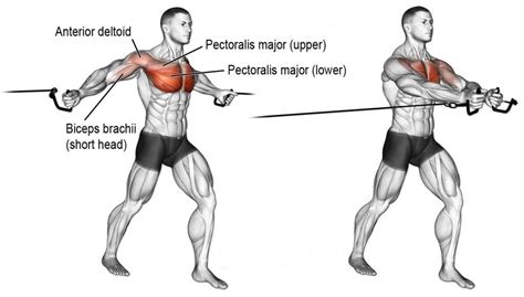 Chest Day The Complete Pectoralis Workout Guide With Images Chest