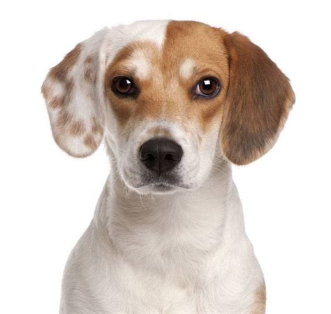 They can be cute names for a beagle, famous beagle names, funny beagle names, and much more. Beagle Names Perfect For Your Male Or Female Cutie
