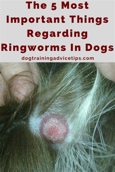 The 5 Most Important Things Regarding Ringworms In Dogs Dog Ringworm