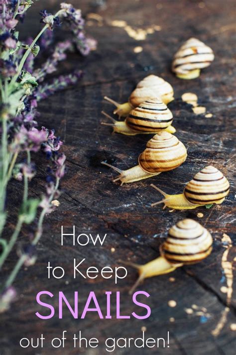 Check spelling or type a new query. How to Keep Snails out of the Garden - Turning the Clock Back