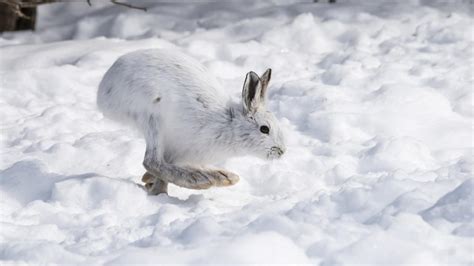 Snowshoe Hare Profile Fur Color Traits Facts Feet Habitat