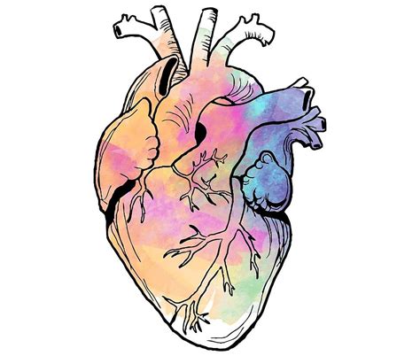 Watercolor Anatomical Heart By Marion Kapferer Redbubble Heart