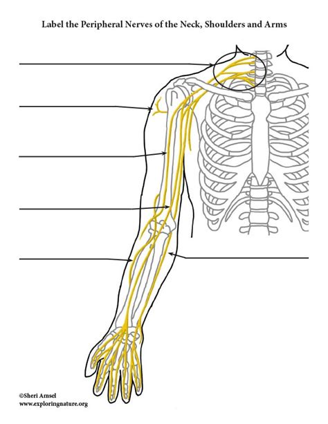 Nerves Of The Upper Limb Labeling Diagram