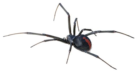 Australia Redback Spider Spider Bite Venom Black Widow Spider