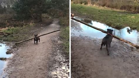 Determined Dog Carries Gigantic Log During Forest Walk Youtube