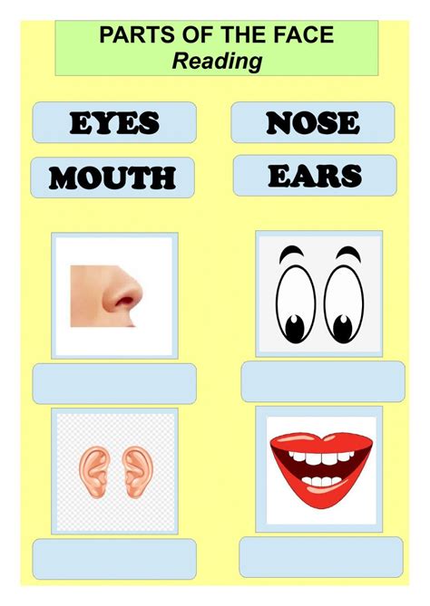 Parts Of The Face Interactive Worksheet Vocabulary Exercises Face