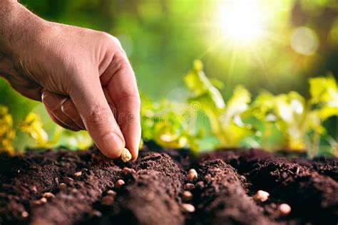 Farmer Planting Seeds In Soil Stock Photo Image Of Dirt Farming