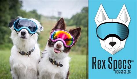 Rex Specs Are Protective Dog Goggles Designed For The Active And