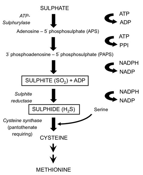 Pathway For The Synthesis Of Sulfur Containing Amino Acids 1
