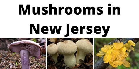 A Comprehensive List Of Common Wild Mushrooms In New Jersey