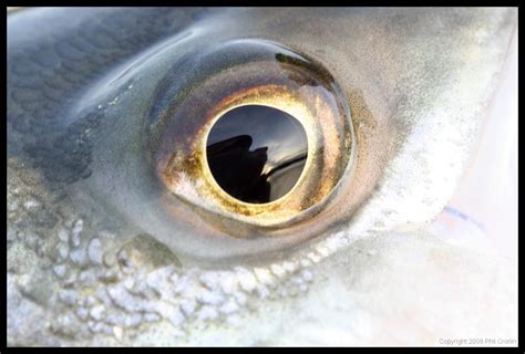 Fish Eyes Eye Close Up Eye Structure Eye Painting