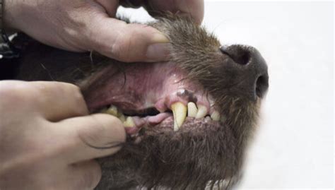 Tooth Abscess In Dogs What It Is And How To Cure It Top Dog Tips