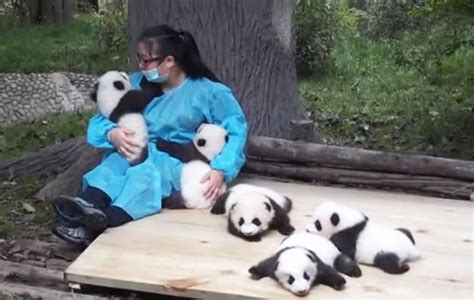 Deze Vrouw Is Een Panda Sitter Ze Krijgt 32000 Betaald Om 365 Dagen Per Jaar Voor De Beren