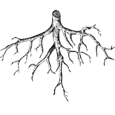 Roots Illustration Transparent Png Stickpng