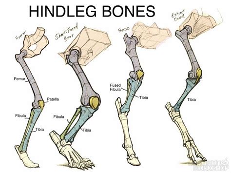 During the late 1950s biologists began to study the nature of art in humans. creature anatomy - Google Search | Anatomy reference, Animal legs, Anatomy drawing