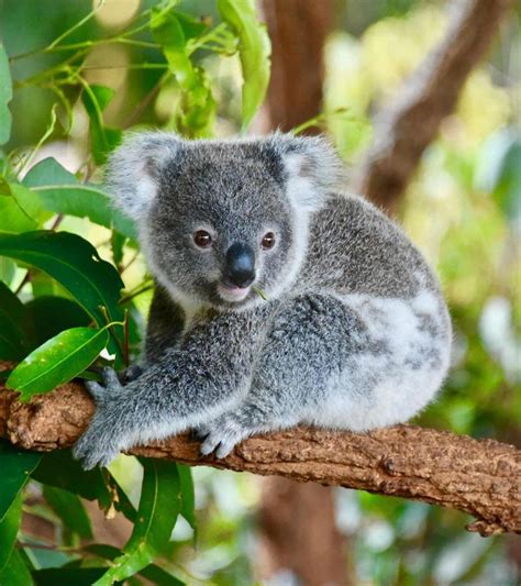 Interesting Facts About Koala Bear Aboobaby Com