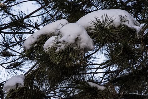 Pine Tree Branches In Snow Free Stock Photo Public Domain Pictures