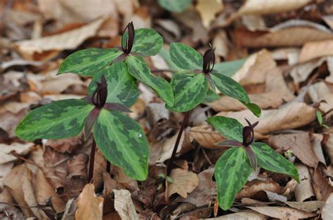 Red Trillium Trillium Sessile