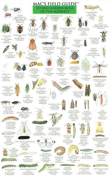 Identify Garden Bugs Ubicaciondepersonascdmxgobmx