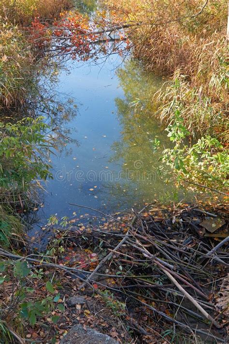 Video Of The Dam On A Small Stream Built By Beavers From Branches Stock