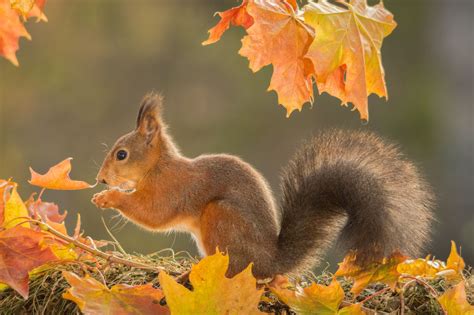 Light Autumn Animal Photography Animals Red Squirrel